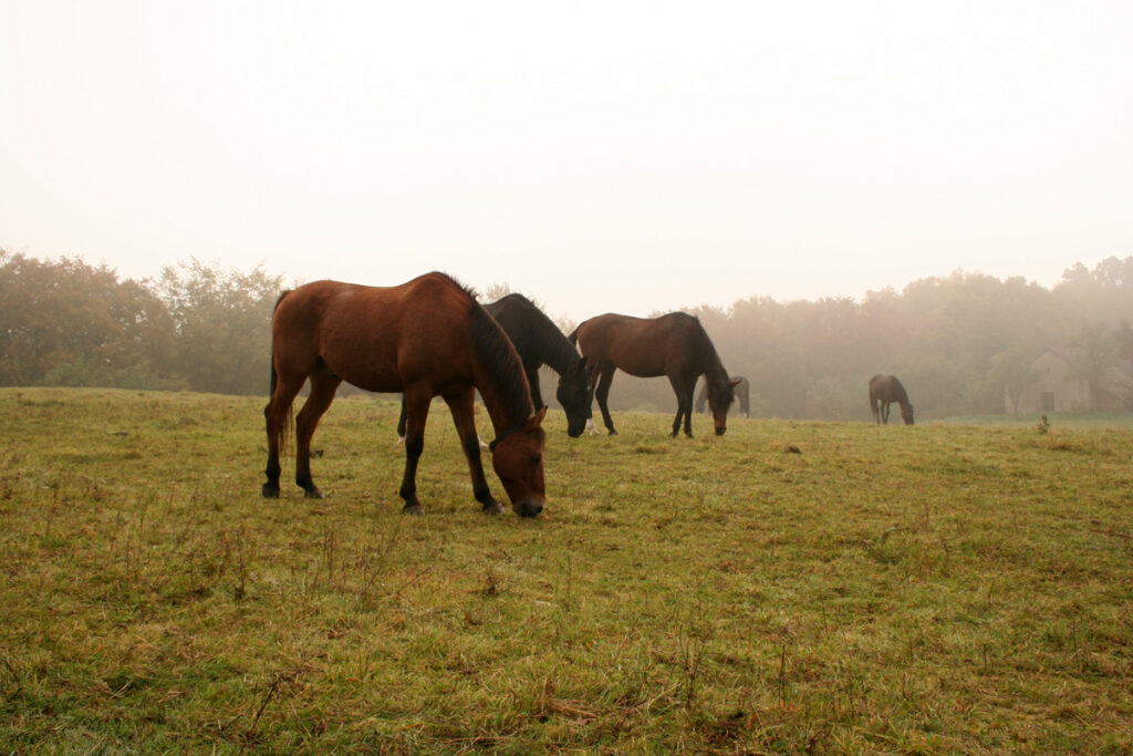 PARAZITÉ U KONÍ V ZIMĚ
