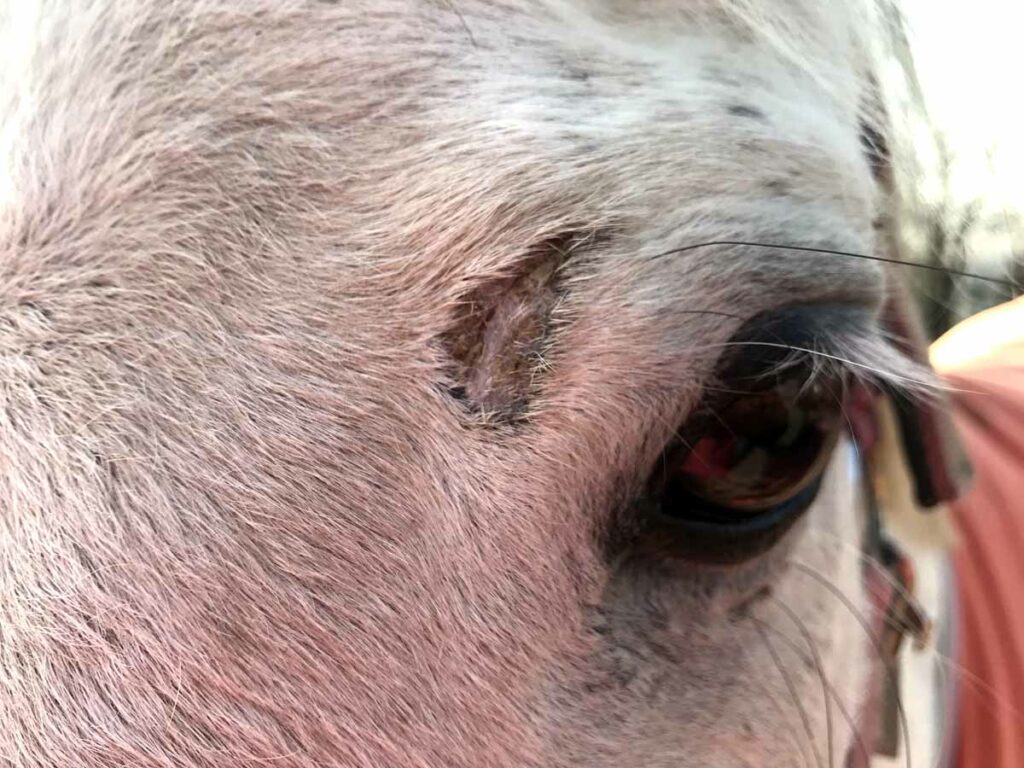 KOŇSKÁ LÉKÁRNIČKA