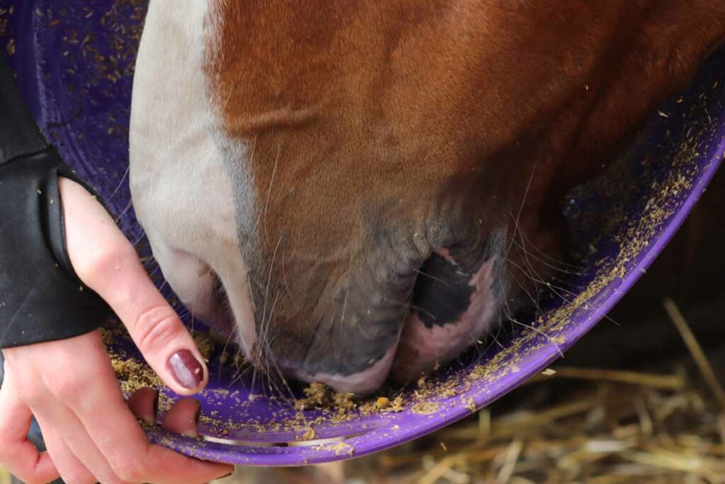 BYLINKY NA ZKLIDNĚNÍ KONÍ