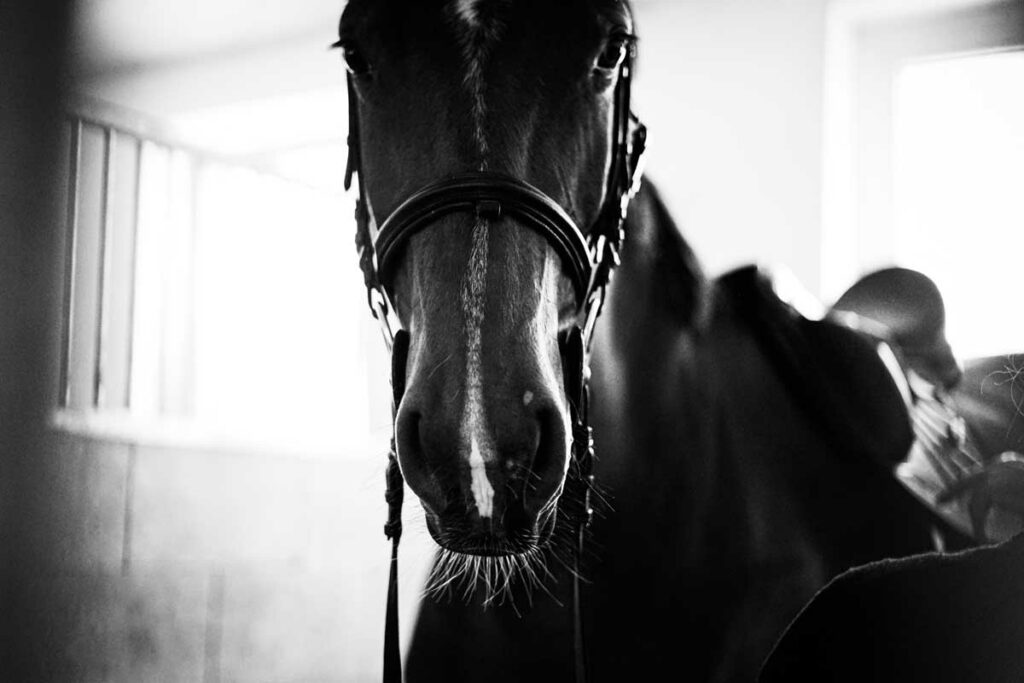 ÚZKOSTI KONÍ A JAK S NIMI PRACOVAT