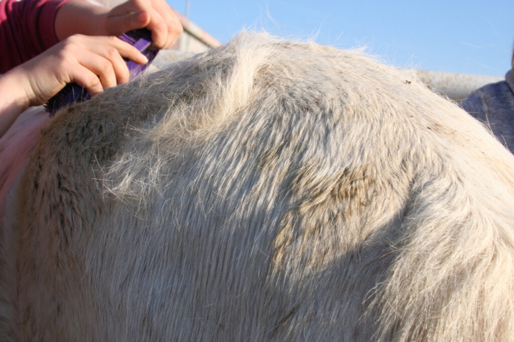 JARNÍ LÍNÁNÍ A JEHO NÁSTRAHY