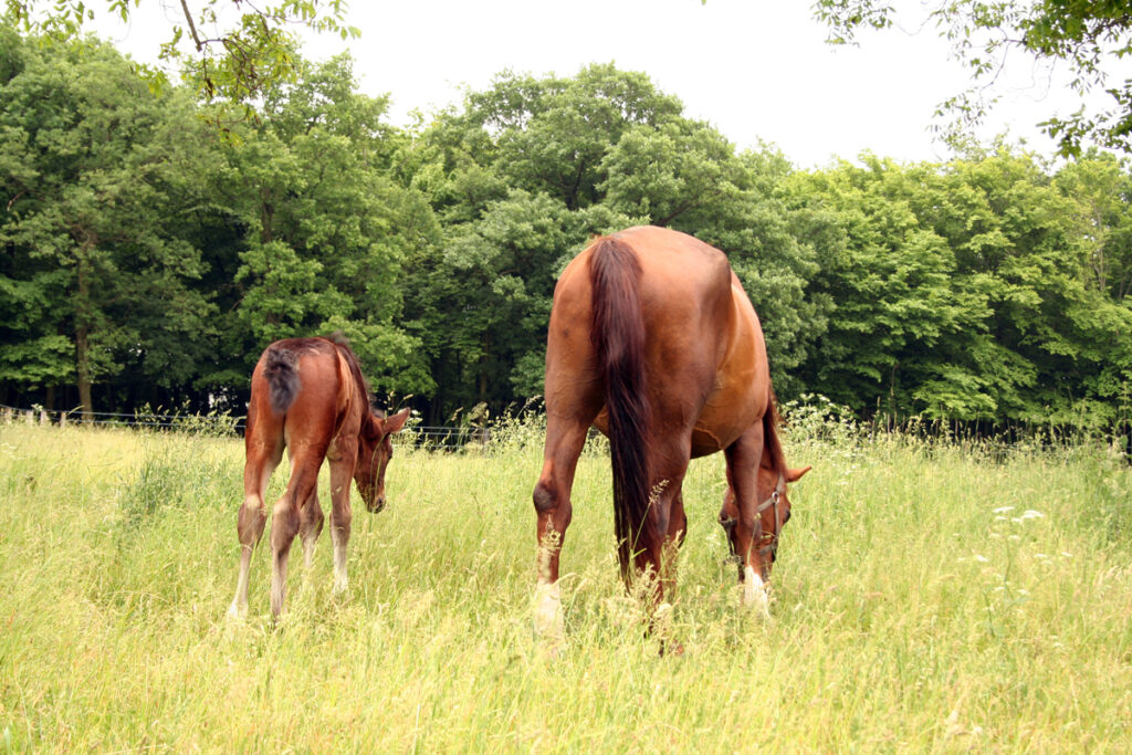 STRAŠÁK PASTEVNÍ LAMINITIS