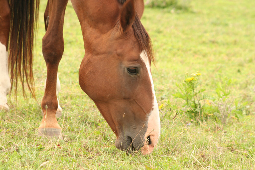VNITŘNÍ PARAZITÉ KONÍ