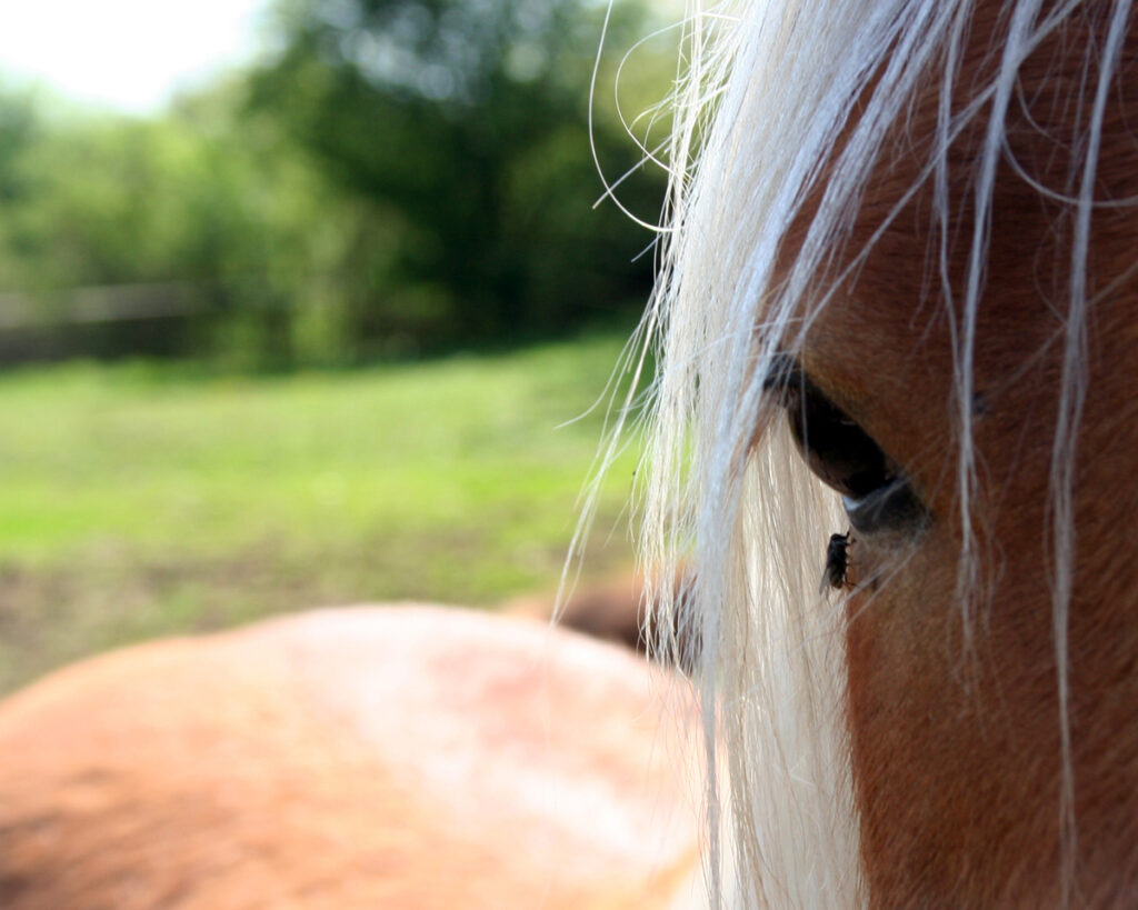 APLIKUJTE REPELENT SPRÁVNÝM ZPŮSOBEM