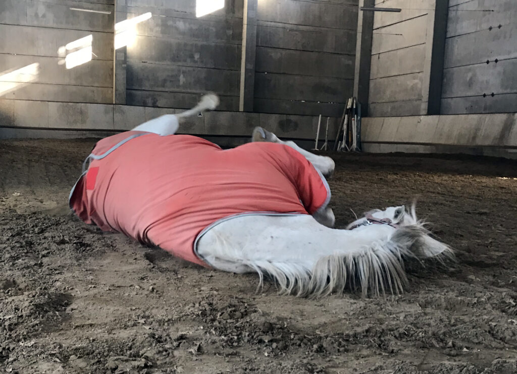 PROČ SE KONĚ VÁLÍ?