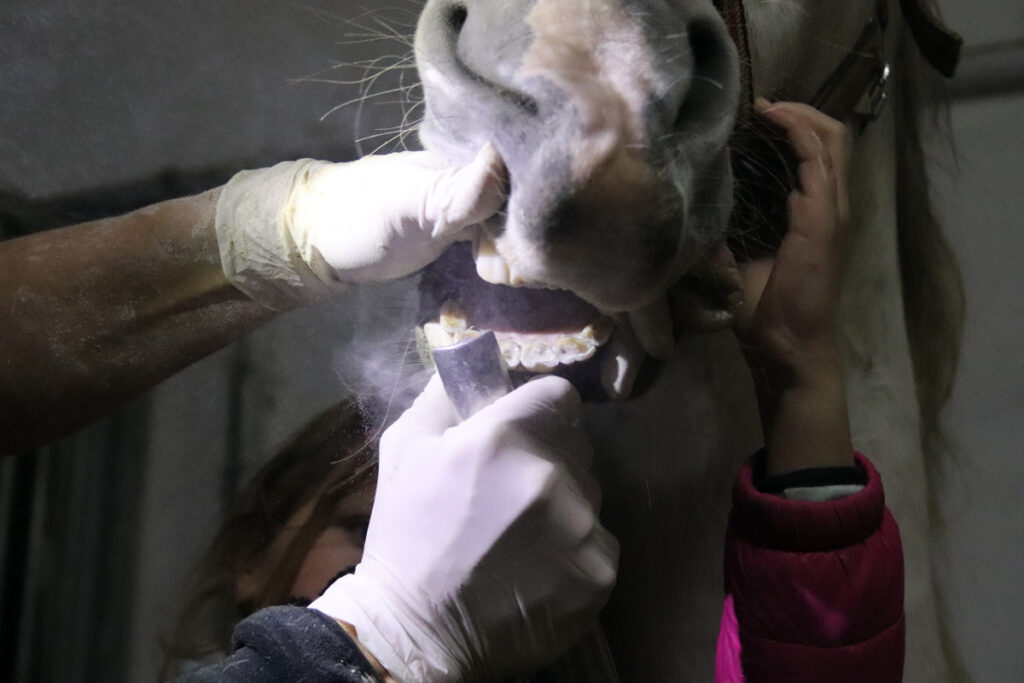 POTŘEBUJE VÁŠ KŮŇ ZUBAŘE?