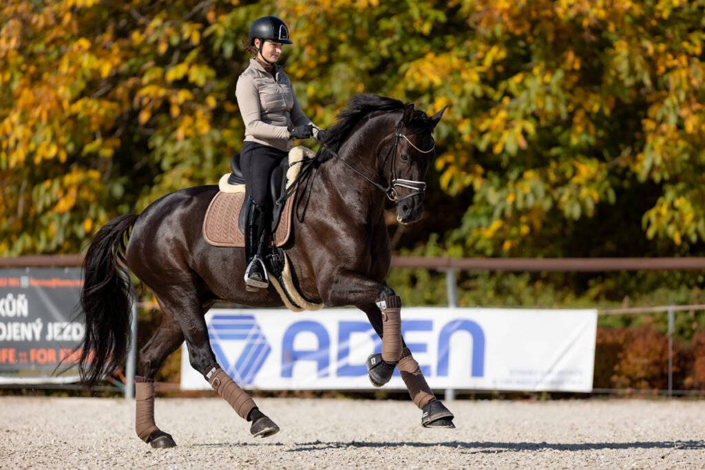 DREZURA KONÍ – BALET V PODÁNÍ KONÍ