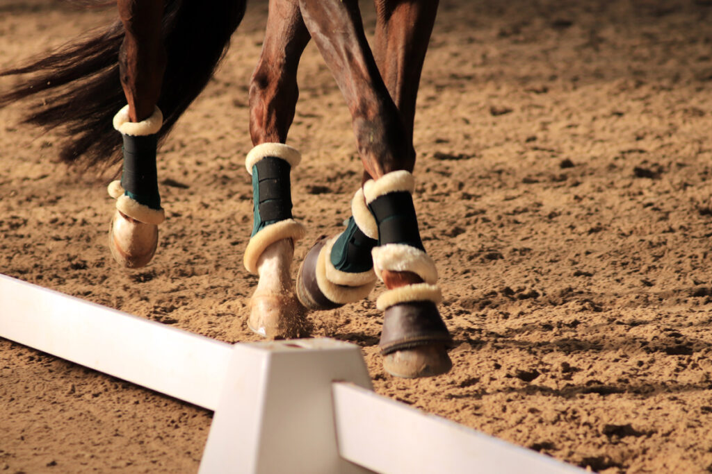 JEZDECKÉ POVRCHY A WELFARE