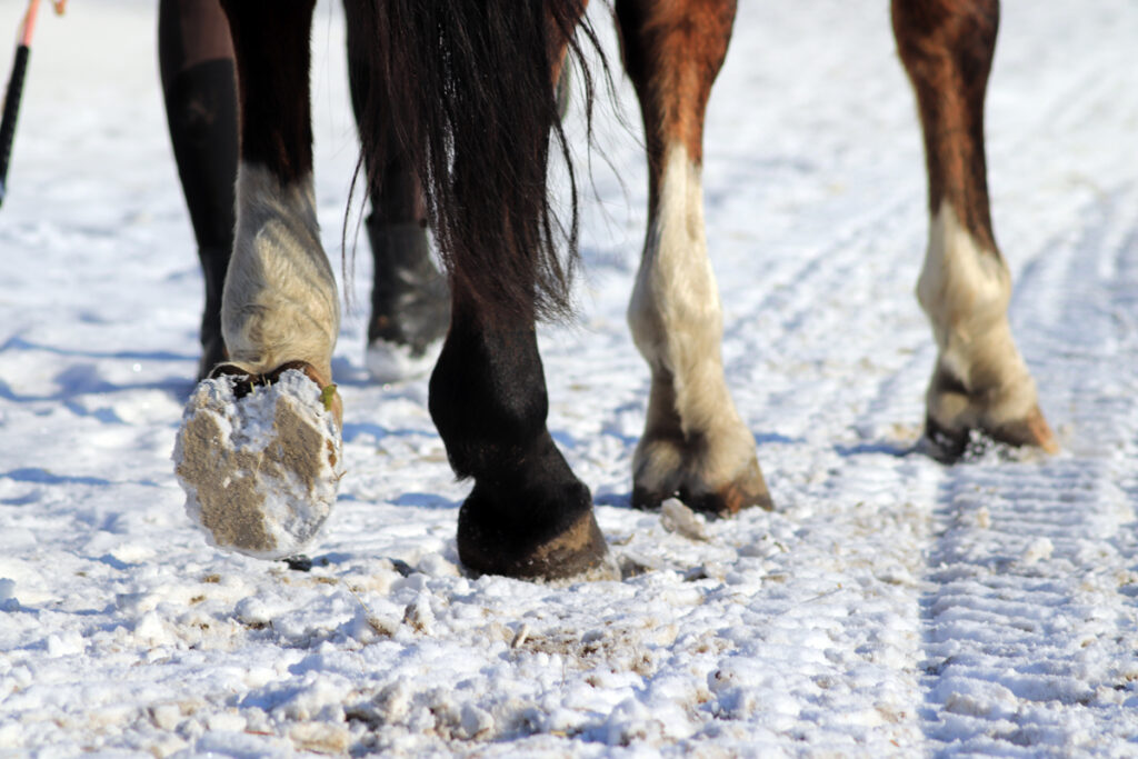 NEČEKEJTE, AŽ ZIMA ROZBOLAVÍ KOPYTA