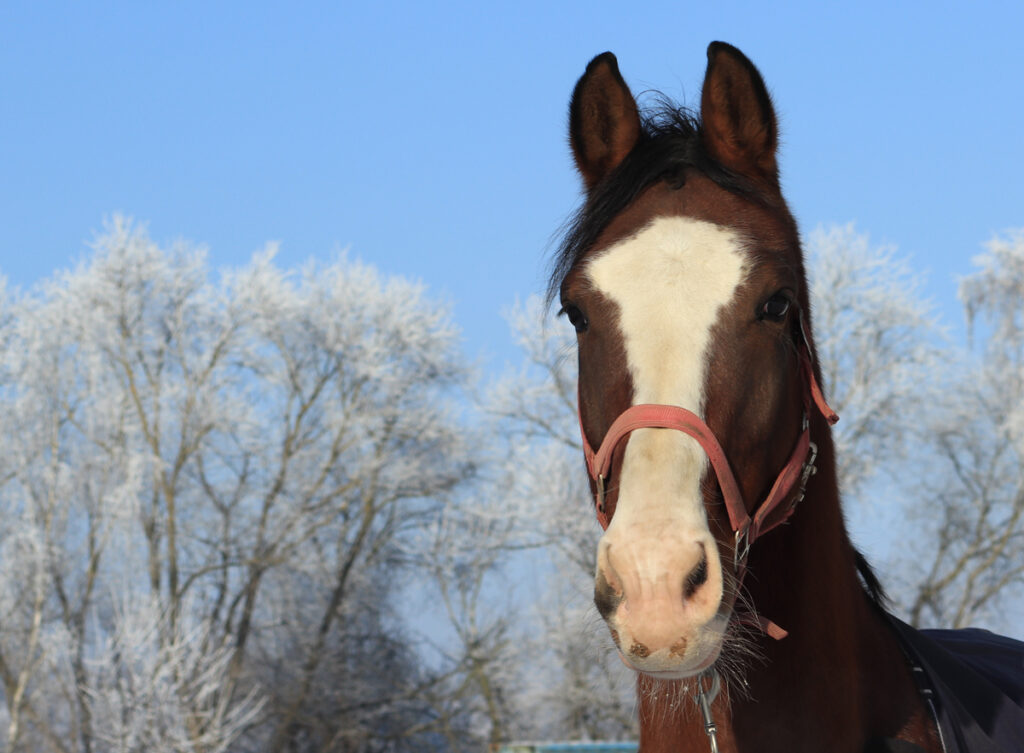 KONĚ VŠEMI SMYSLY – SLUCH A CHUŤ