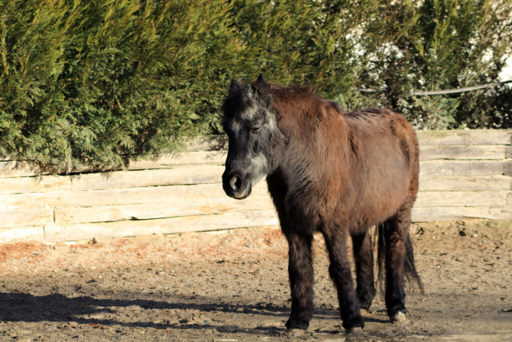 KRMENÍ STARÉHO KONĚ