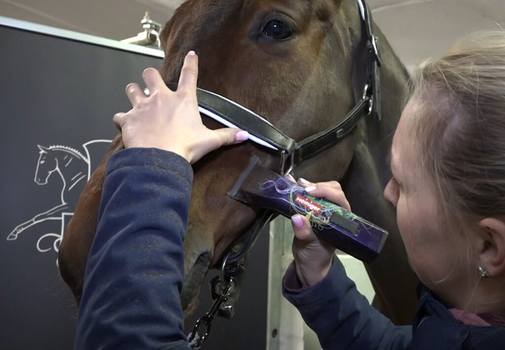 JAK NA STŘÍHÁNÍ KONÍ