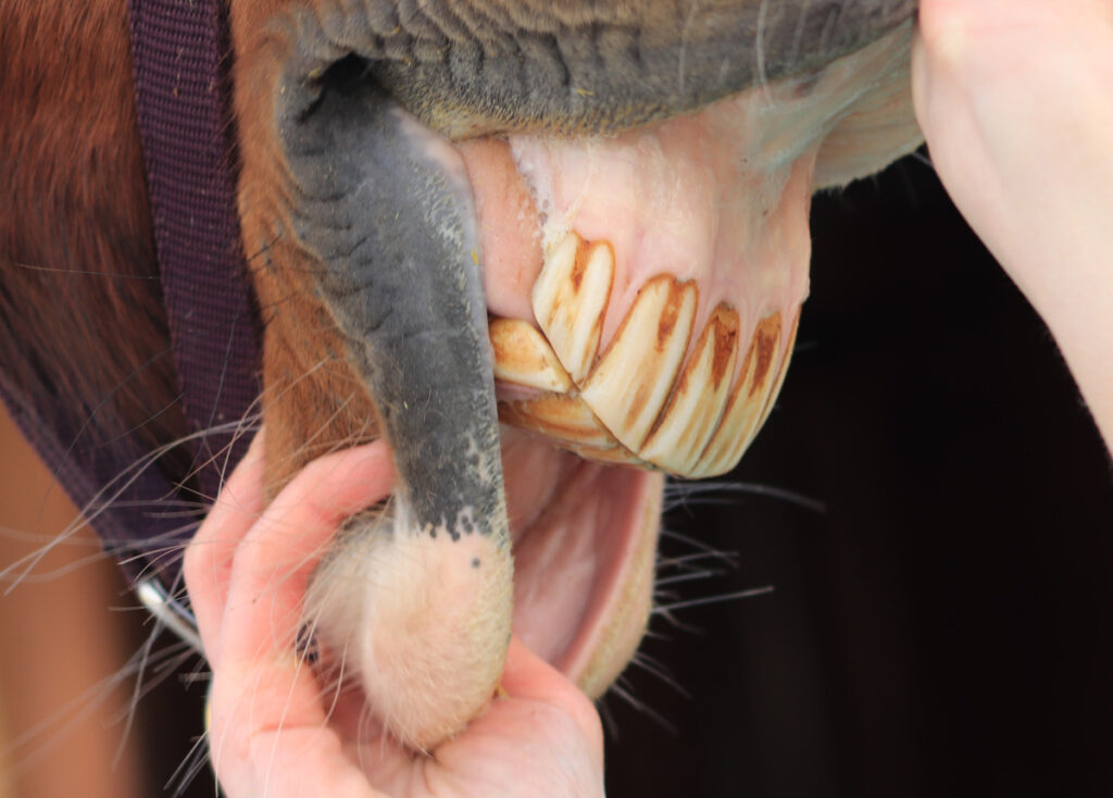 ANATOMIE HUBY A UDIDLO