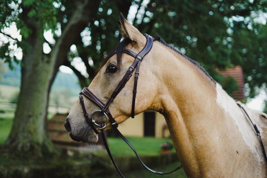SPRÁVNÉ NAPASOVÁNÍ UZDEČKY