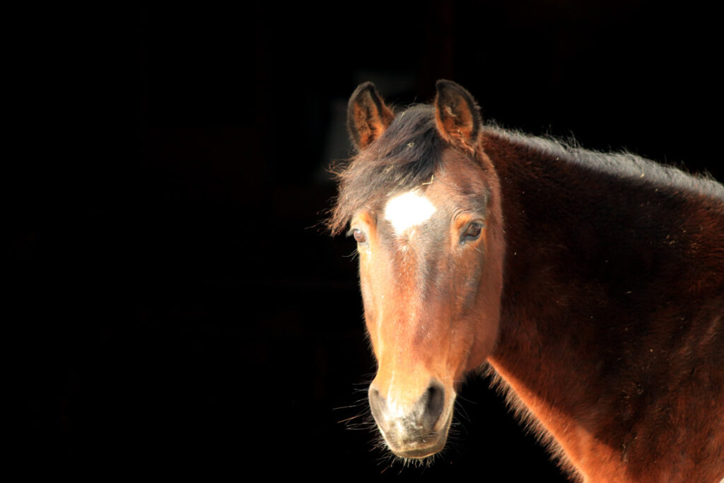 JAK POSOUDIT ZDRAVOTNÍ STAV KONĚ?