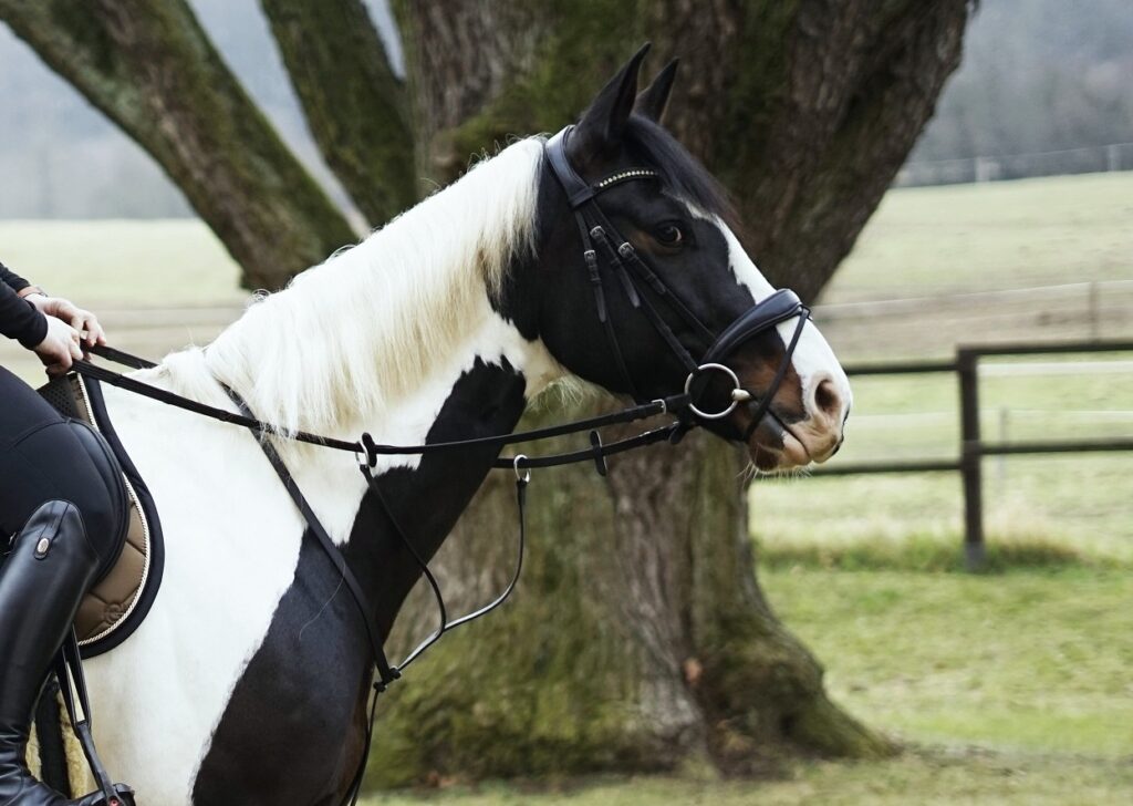 MARTINGAL A JEHO VARIANTY