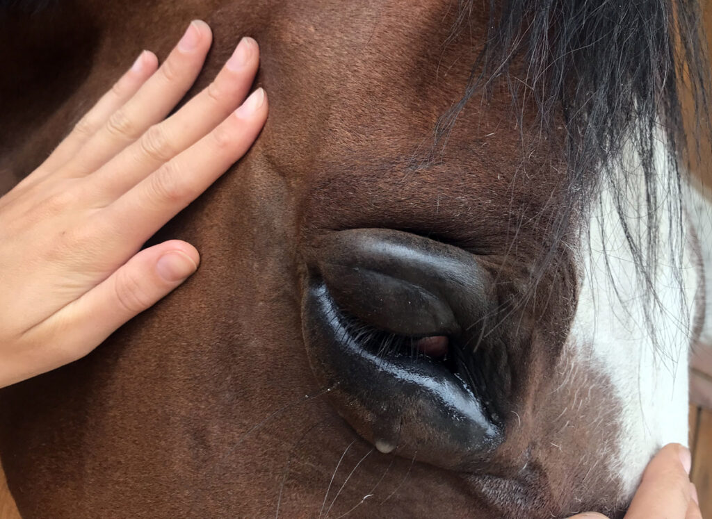CO DĚLAT PŘI PORANĚNÍ OKA Poranění oka koně.