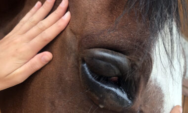 Poranění oka koně.