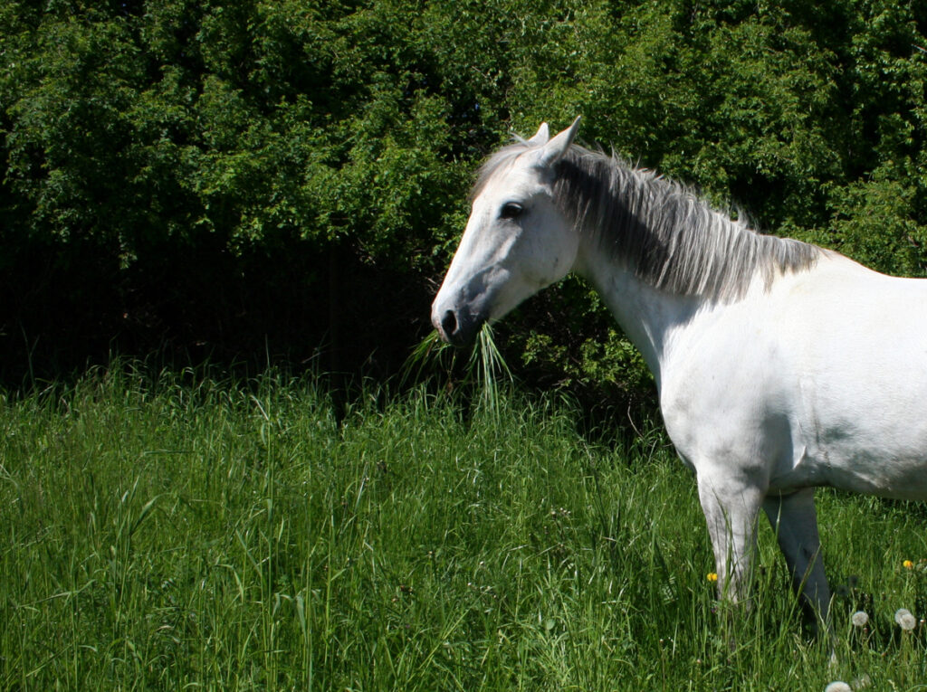 TRÁVÍCÍ SYSTÉM KONÍ – ZÁKLADNÍ FAKTA Bělouš pasoucí se ve vysoké trávě.