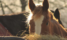 Kůň u sena ve večerním slunci.