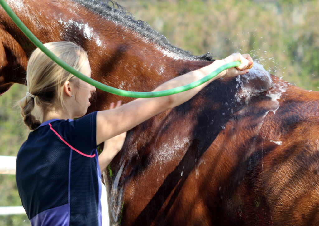 KONĚ VE SPRŠE Mytí koně šamponem.