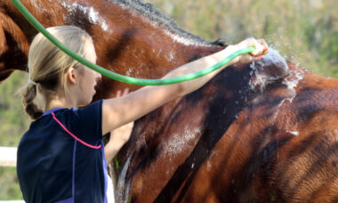Mytí koně šamponem.