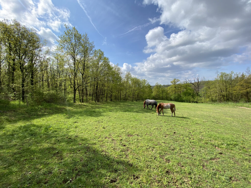 JEDOVATÉ ROSTLINY NEJEN NA PASTVINÁCH