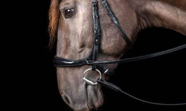 Detail hlavy koně s anatomickou uzdečkou