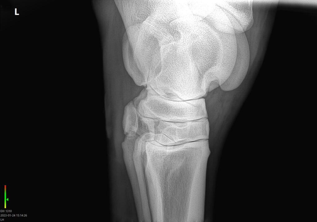 ONEMOCNĚNÍ KLOUBŮ U KONÍ Rentgenový snímek nohy koně.