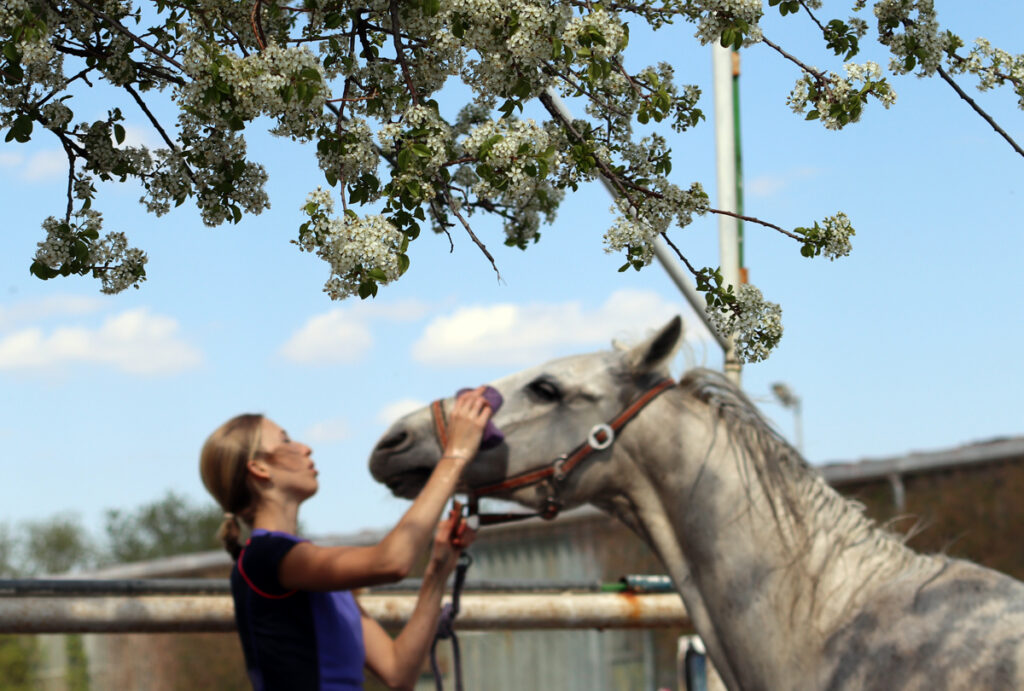 LETNÍ MYTÍ KONÍ: PROČ A JAK TO DĚLAT SPRÁVNĚ Mytí koně s jarní náladou.