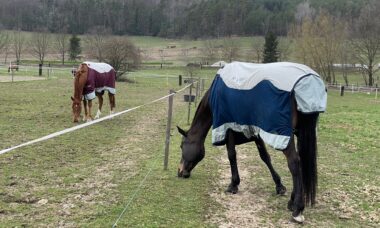 Letní kombinovaná deky pro koně