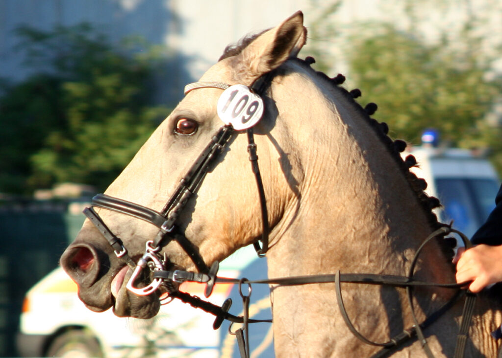 JAK ROZPOZNAT BOLEST U KONÍ