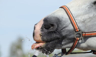 Kůň pije vodu z hadice