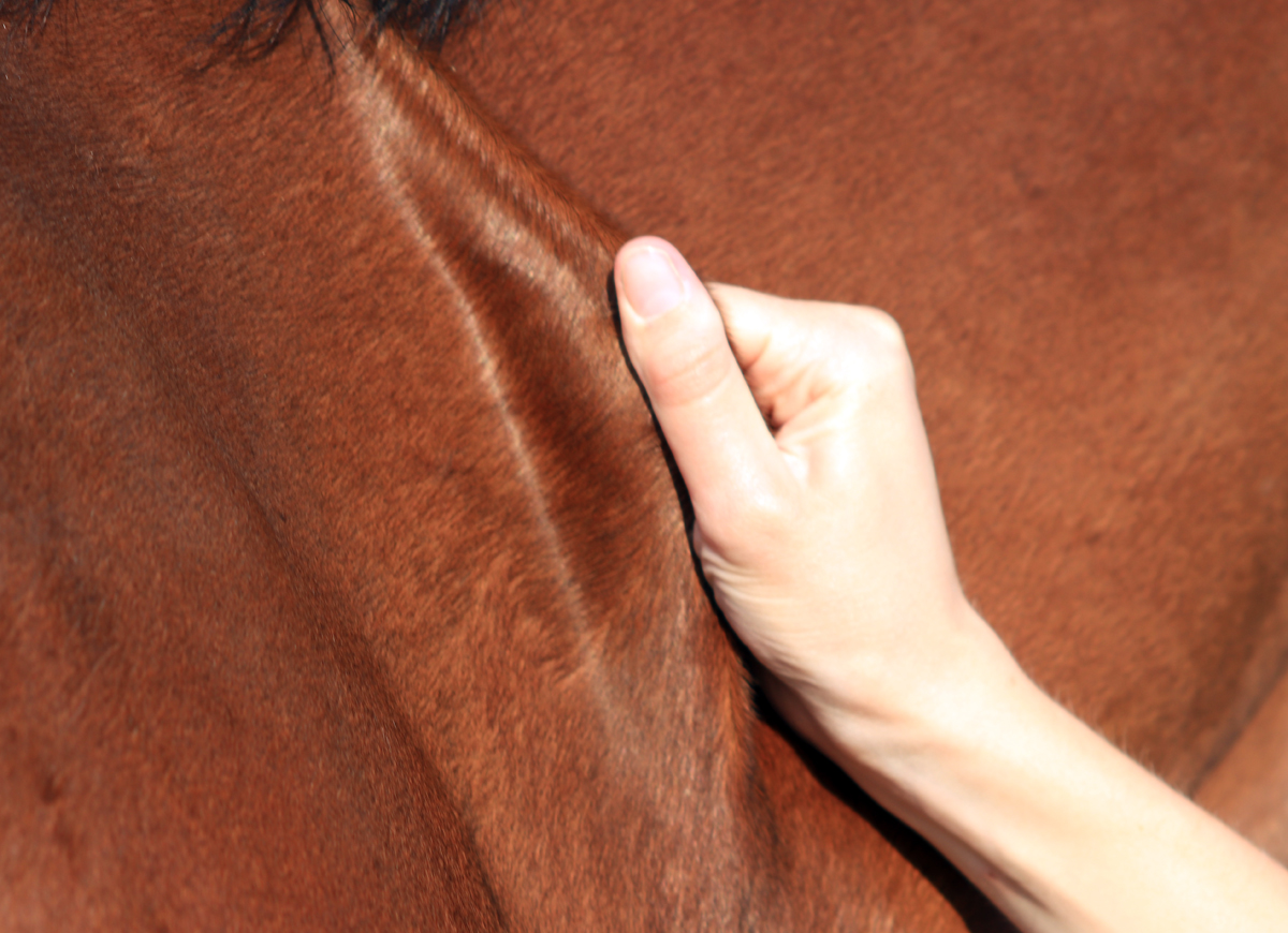 Vytažení kožní řasy na krku koně.