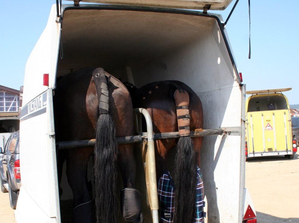 JAK CHRÁNIT KONĚ PŘI PŘEPRAVĚ Dva koně naložení v přívěsu pro koně.