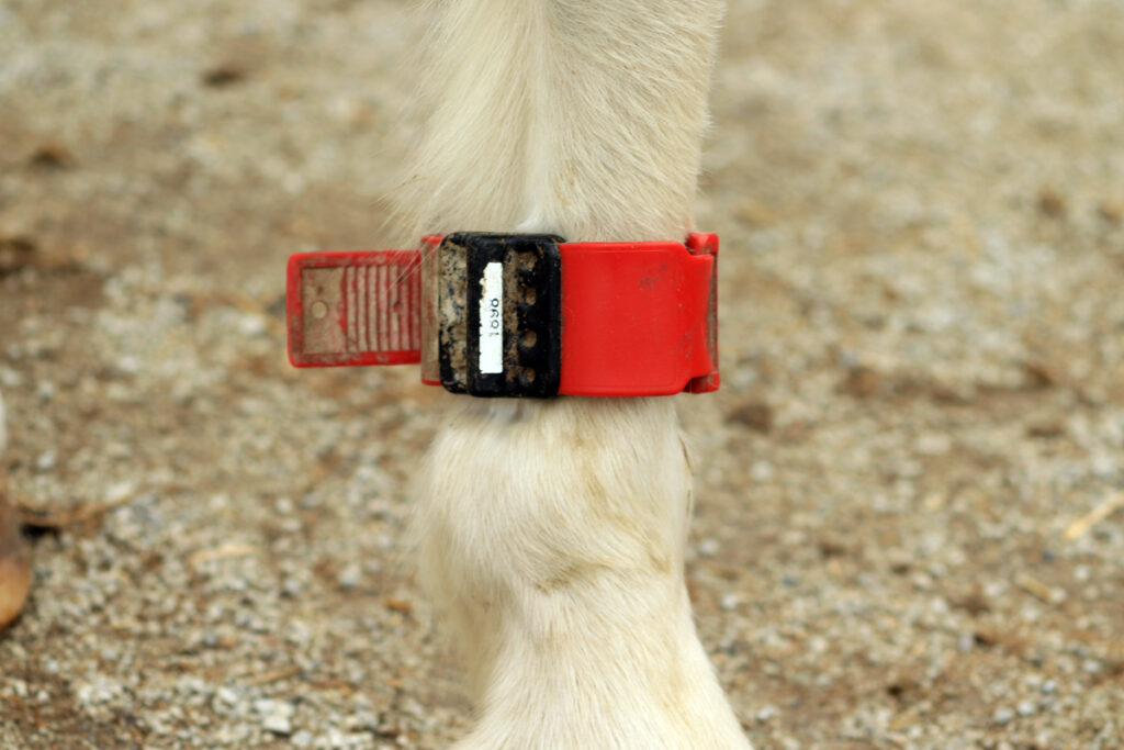 VYUŽITÍ IOT V JEZDECKÉM SPORTU Plastový identifikační náramek s čipem pro koně.