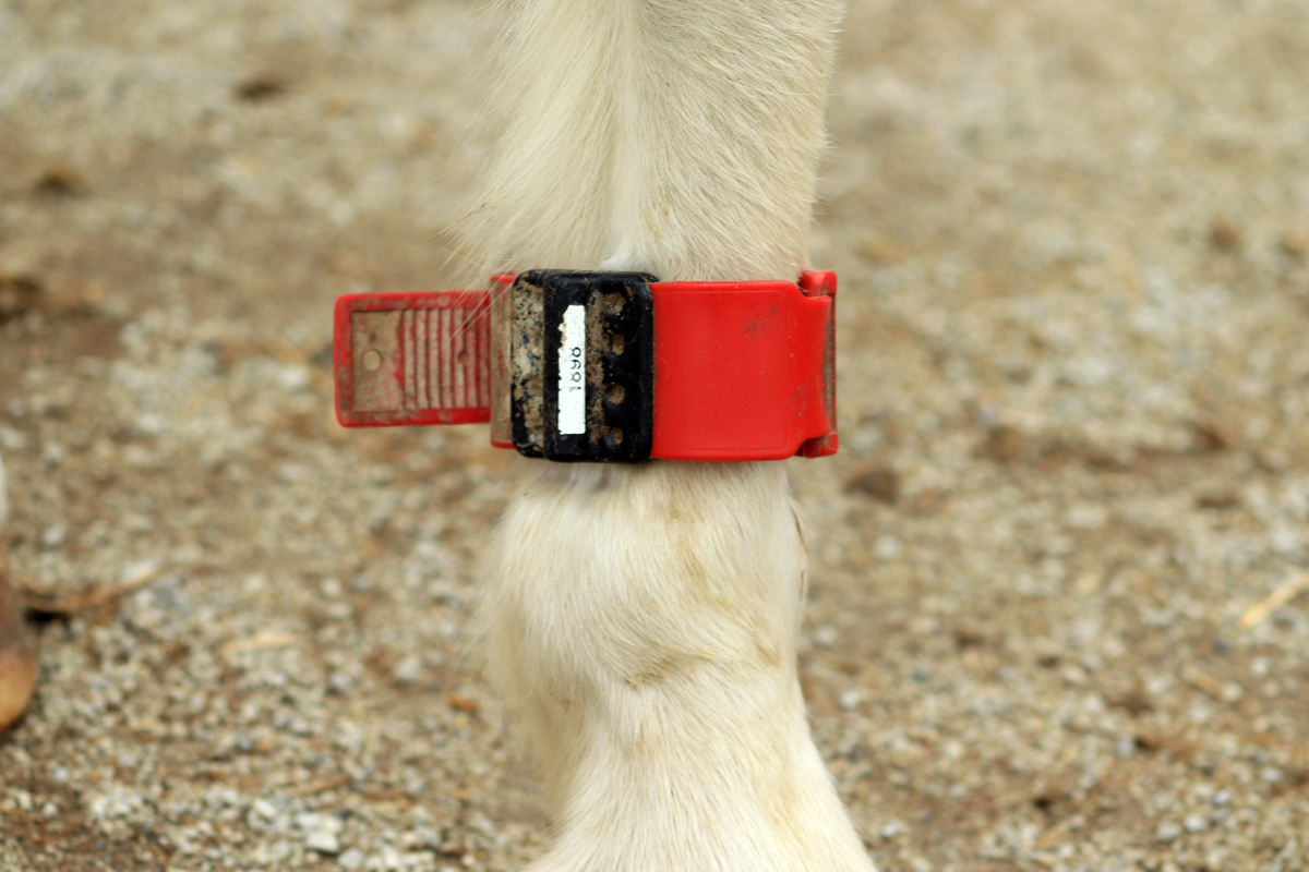 Plastový identifikační náramek s čipem pro koně.