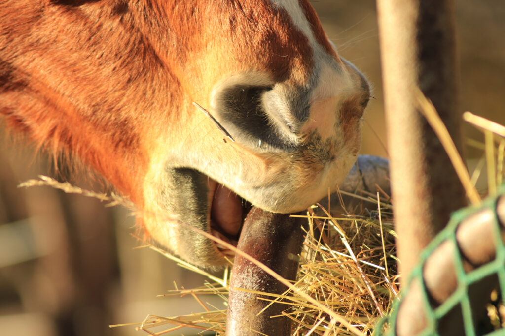KLKÁNÍ – OTÁZKY A ODPOVĚDI