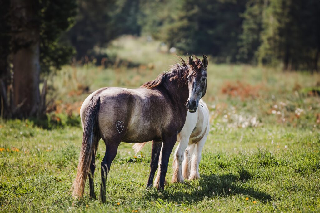 MANAGEMENT CHOVU KONÍ Z POHLEDU JEJICH WELFARE
