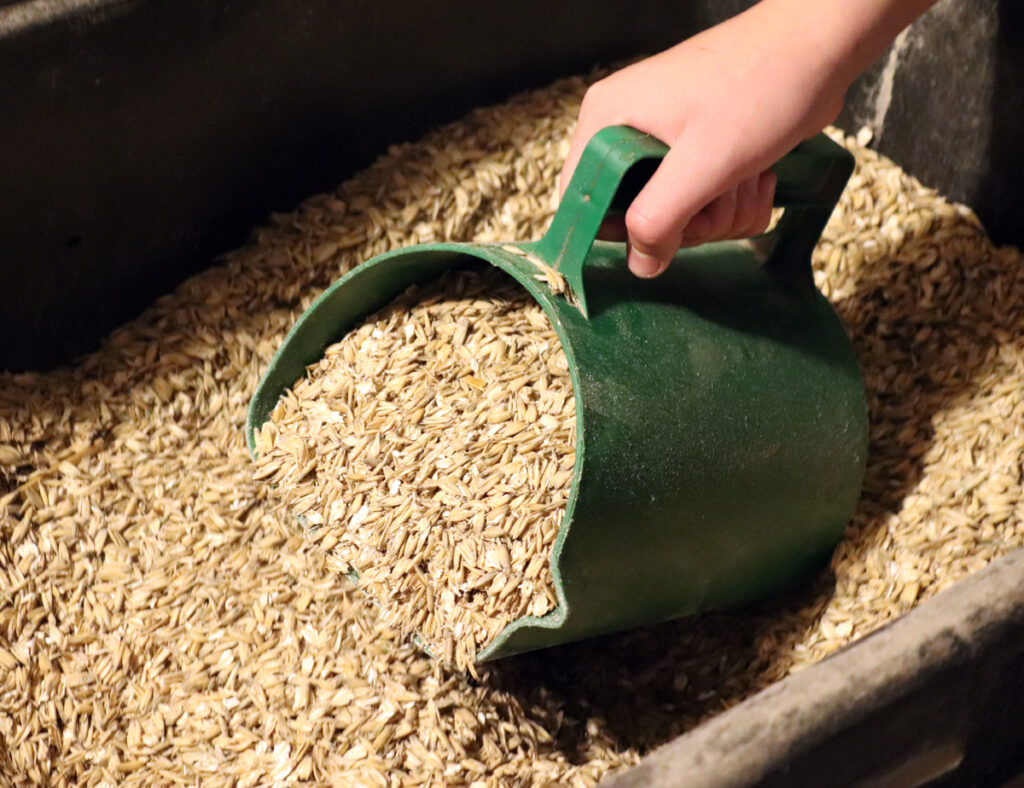 KDY A JAK KRMIT KONĚ