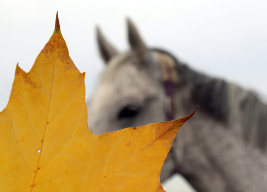 ATYPICKÁ MYOPATIE U KONÍ