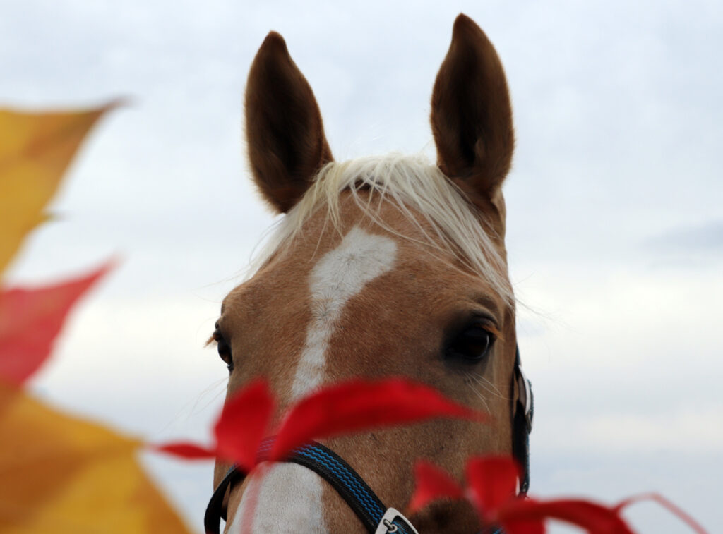 ÚSKALÍ PODZIMU PRO KONĚ I JEZDCE
