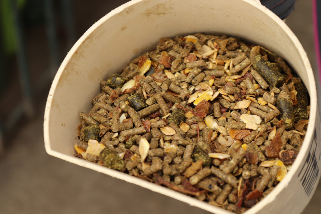 KRMIT PŘED JEŽDĚNÍM NEBO NE?