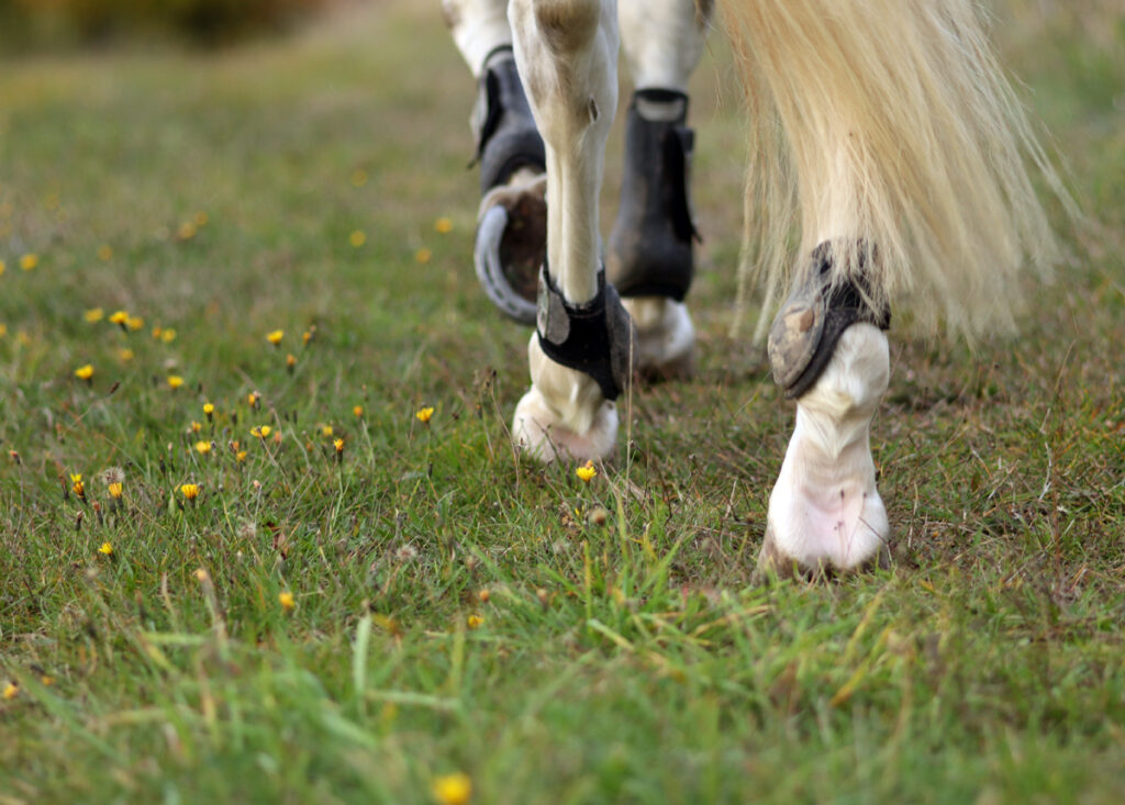 ZÁKLADNÍ PŘEDPOKLADY PRO ZDRAVÁ KOPYTA