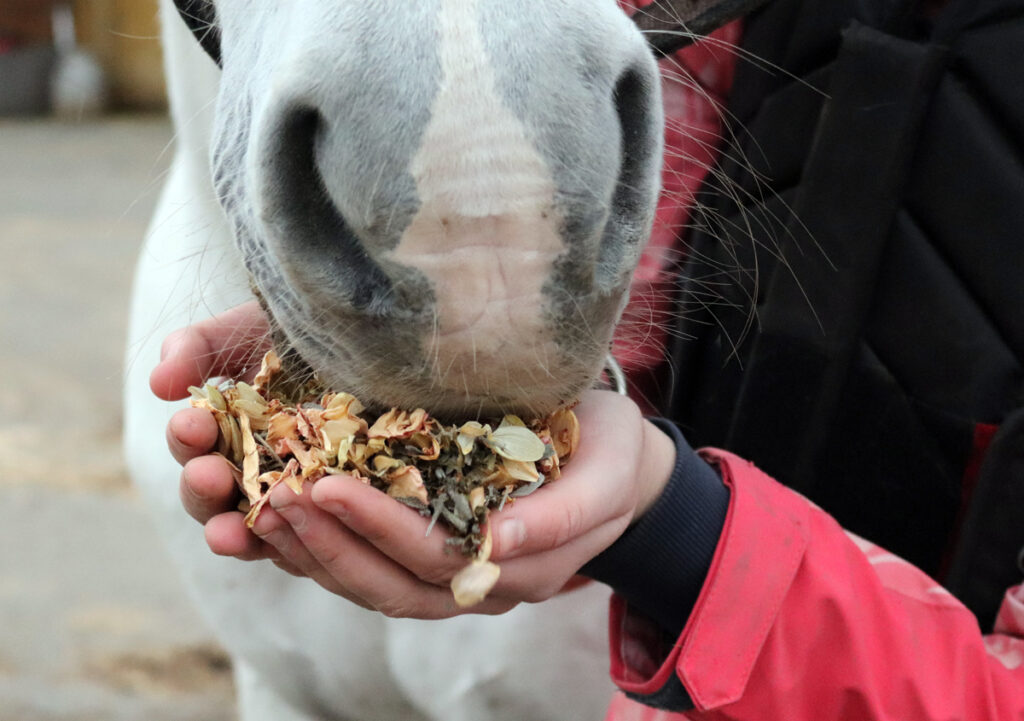 BYLINKY A DÝCHÁNÍ KONÍ