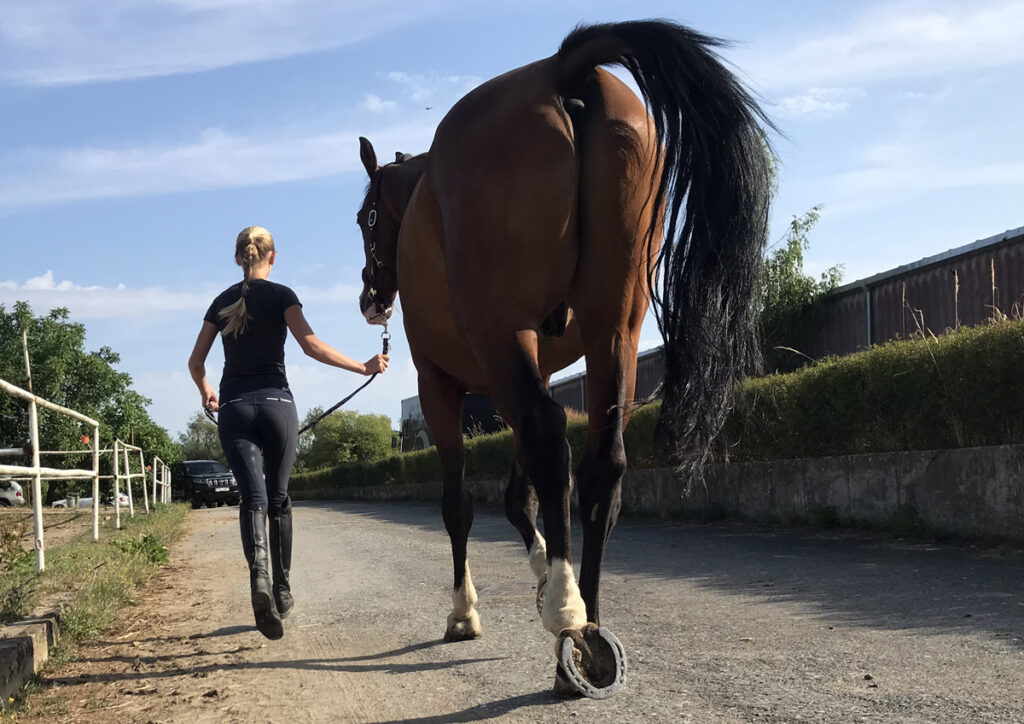 STĚHOVÁNÍ DO NOVÉ STÁJE