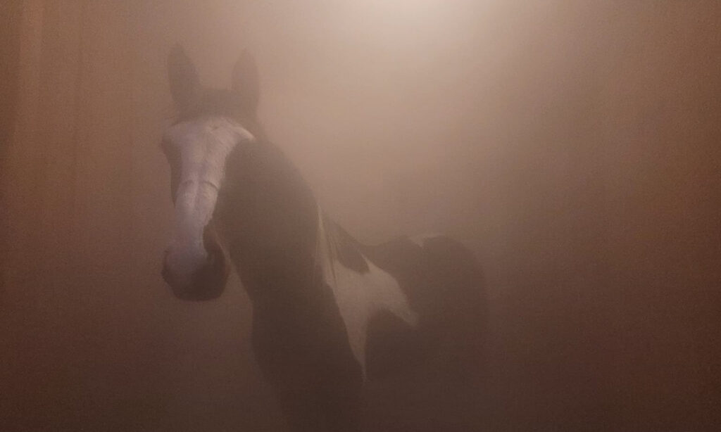 SOLNÁ TERAPIE PRO KONĚ