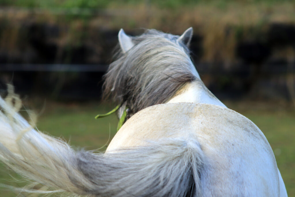 PŘÍSTUP K NADVÁZE U KONÍ