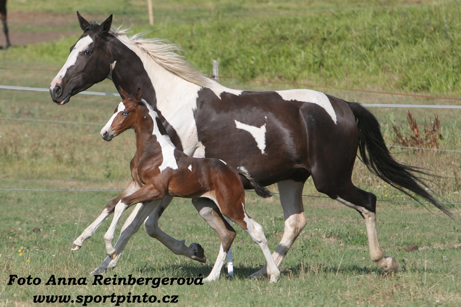 PÉČE O NASTÁVAJÍCÍ KOŇSKÉ MATKY