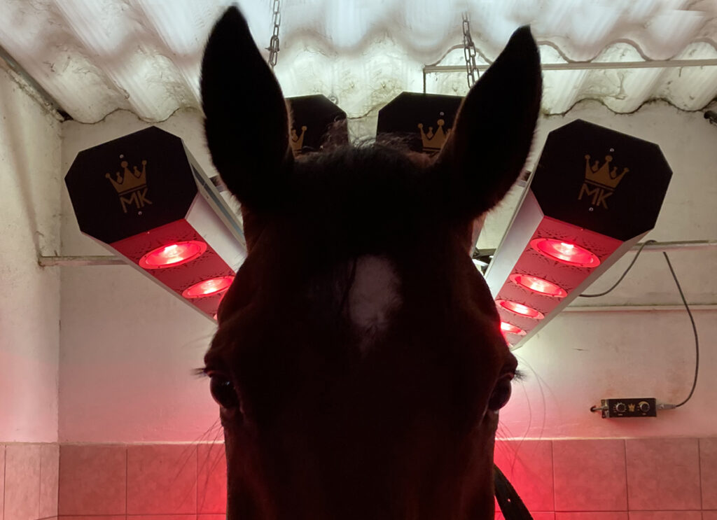 SOLÁRIUM PRO KONĚ JE PŘÍNOSEM